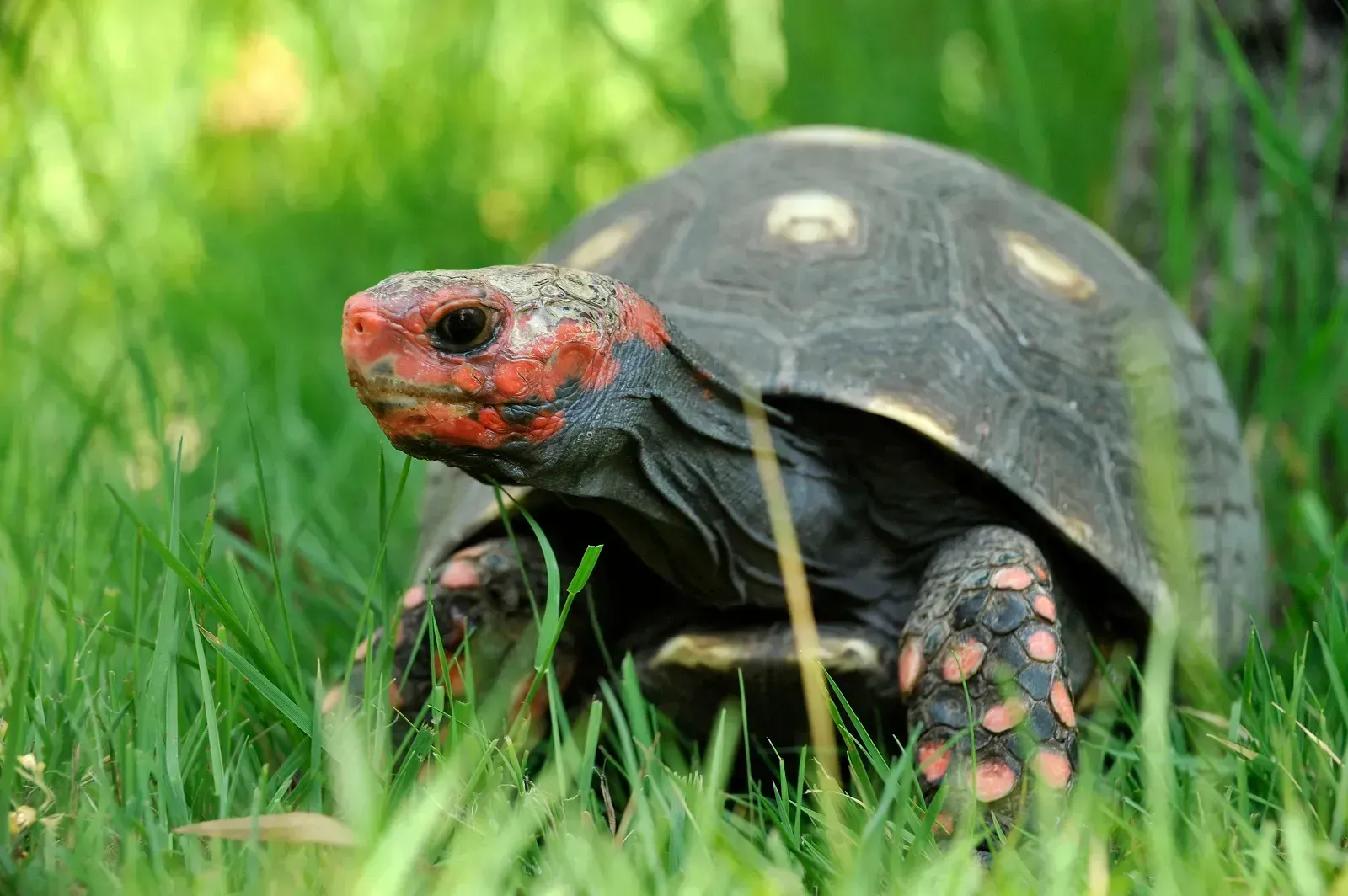 A Cupulatta - Der Schildkrötenpark
